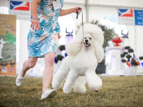 Dijon : quel chien sera élu le plus beau de France ?
